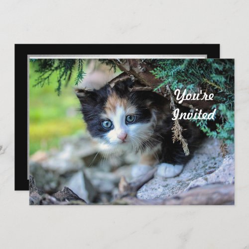 Cute Calico Kitten Photo Birthday Invitation