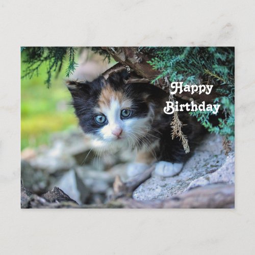 Cute Calico Kitten Photo Birthday Postcard