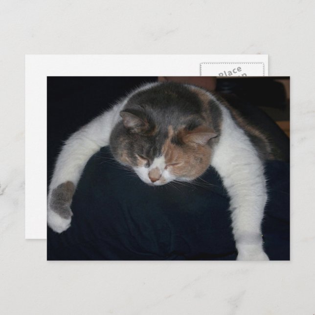 Cute Calico Sleeping Cat Over Shoulder Postcard (Front/Back)