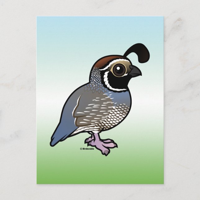 Cute California Quail Postcard (Front)