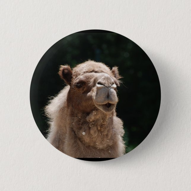 Cute Camel Button (Front)