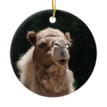 Cute Camel Ceramic Ornament