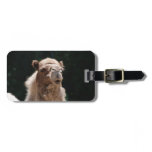 Cute Camel Luggage Tag