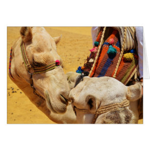Cute Camels Cards