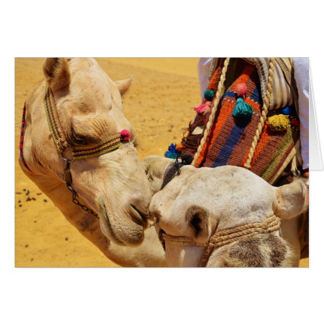 Cute Camels Cards (Front Horizontal)
