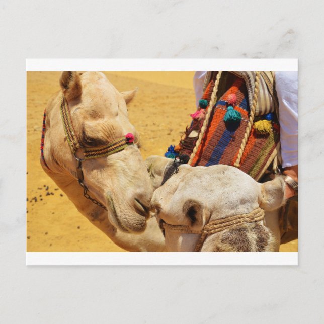 Cute Camels Postcard (Front)
