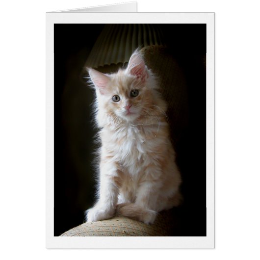 Cute cameo Maine Coon kitten card (Front)