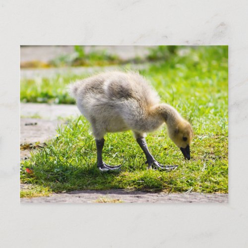 Cute Canada Goose gosling Postcard