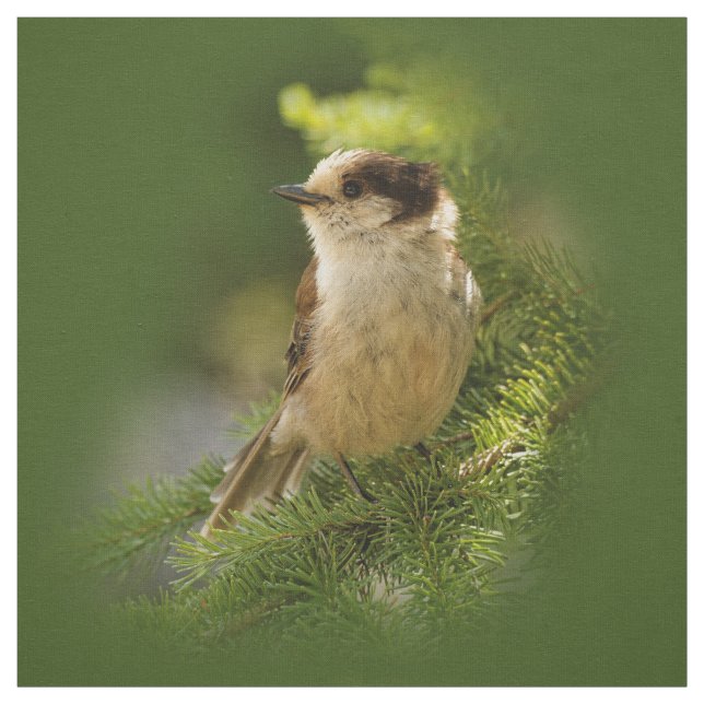 Cute Canada Gray / Grey Jay / Whiskeyjack Fabric (Swatch)