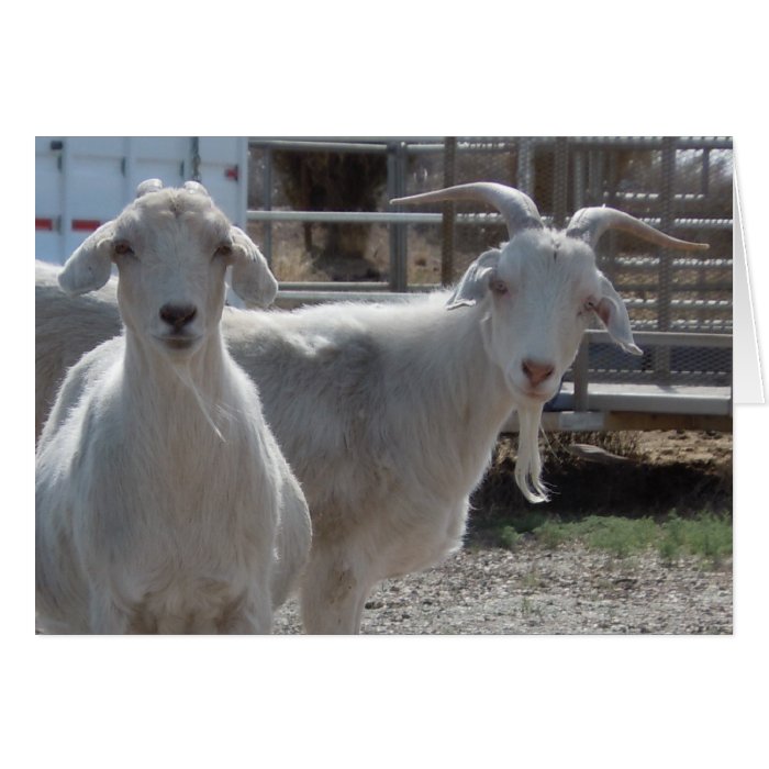 Cute Capricorn Happy Birthday Goats Card