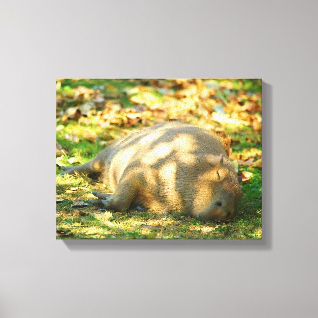Cute Capybara Dreams in the Summer Sun Canvas Print (Front)