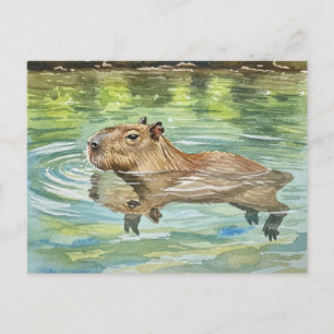 Cute Capybara Swimming Postcard