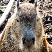 CUTE CAPYBARA WALL DECAL