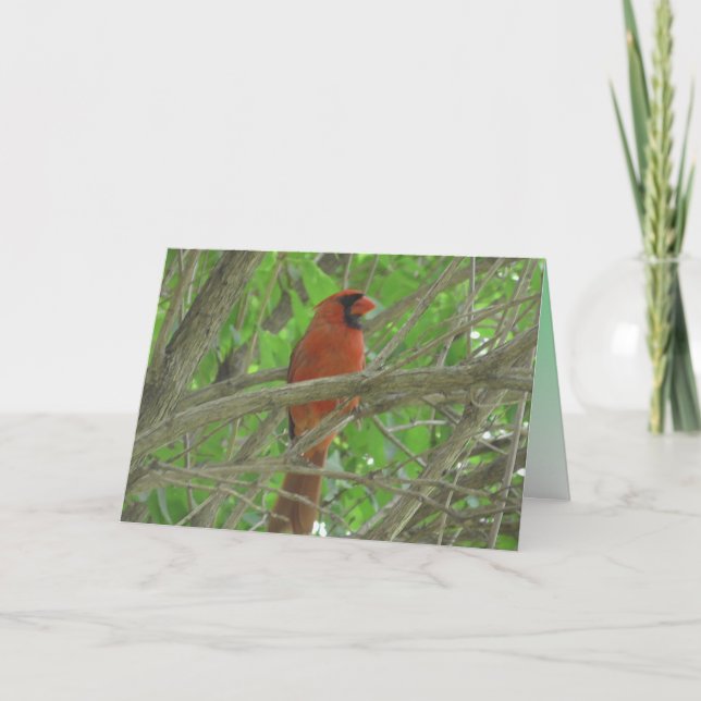 Cute Cardinal in Tree Photo Blank Card (Front)