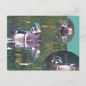 Cute Carolina Duck DIY Postcard