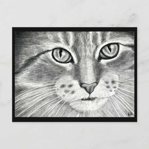 Cat Drawing PNG Transparent Images Free Download | Vector Files | Pngtree