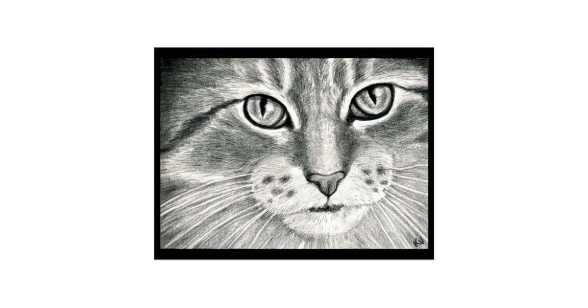 Cute Cat Art Realism Pencil Drawing Postcard Zazzle Com