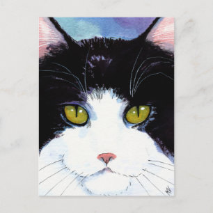 Cute cat black & white tuxedo Maine Coon postcard