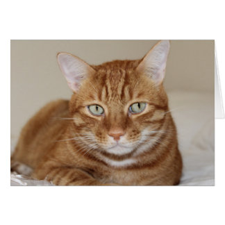 Cute cat cards