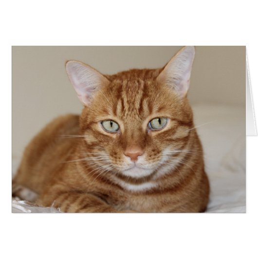 Cute cat cards (Front Horizontal)