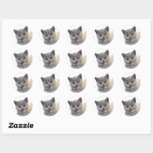 Cute cat 