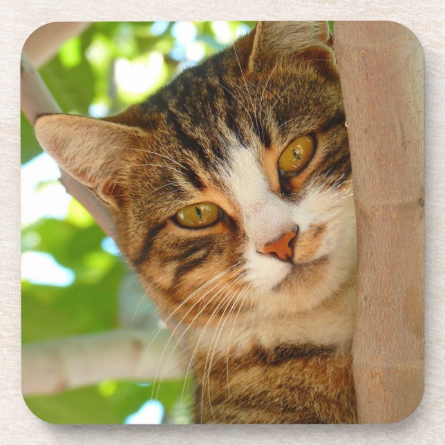 Cute Cat Climbing a Tree Beverage Coaster (Front)