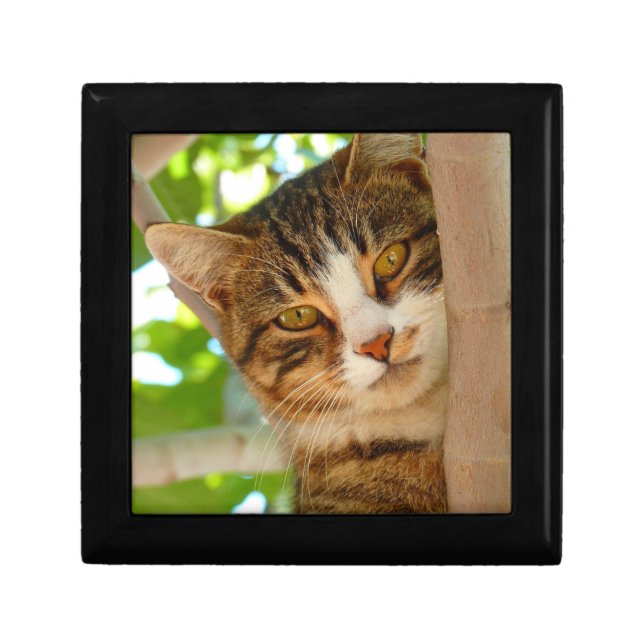 Cute Cat Climbing a Tree Gift Box (Front)