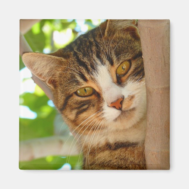 Cute Cat Climbing a Tree Magnet (Front)
