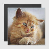 Cute Cat Collection 6 (Front/Back)