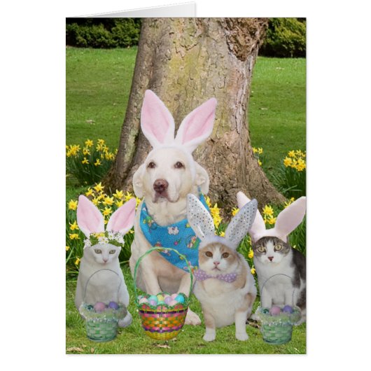 Cute Cat & Dog Bunnies Cards (Front)