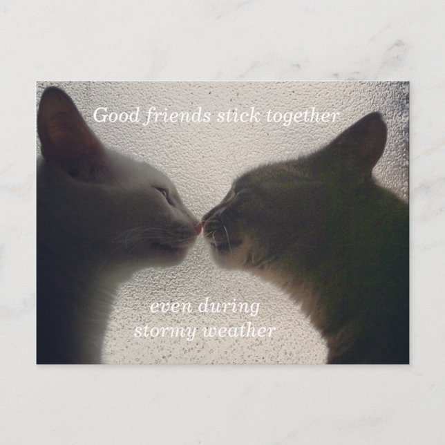 Cute Cat Friend Post Card (Front)
