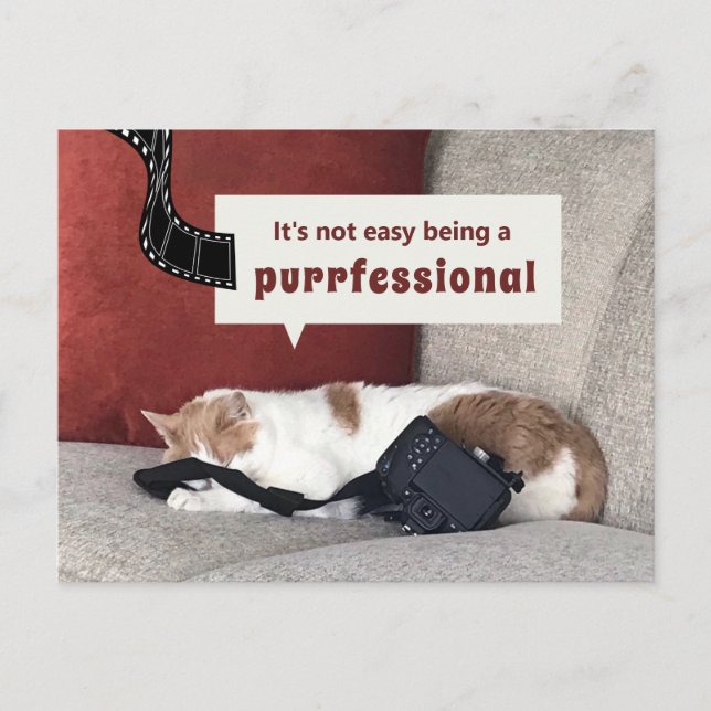 Cute Cat "It's not easy being a purrfessional" Postcard (Front)