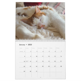 Cute Cat & Kitten 2023 Calendar