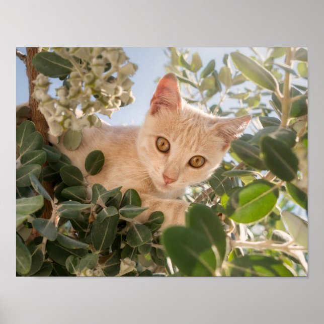 Cute Cat Kitten climbing in an Eucalyptus Tree - Poster (Front)