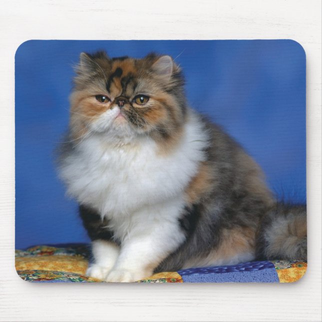Cute Cat Kitten M003 Mouse Pad (Front)