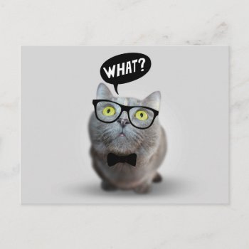 Cute Cat Kitten With Glasses What Quote Print Postcard by TiagoMiguel at Zazzle