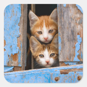 Cute Cat Kittens in a Blue Vintage Window Animal - Square Sticker