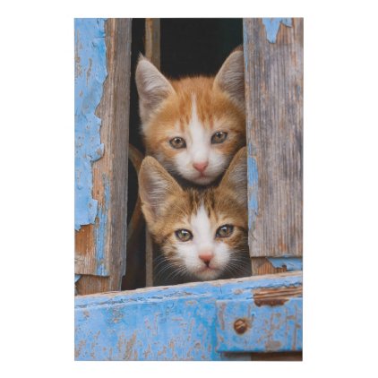 Cute Cat Kittens in a Blue Vintage Window Photo "" Faux Canvas Print
