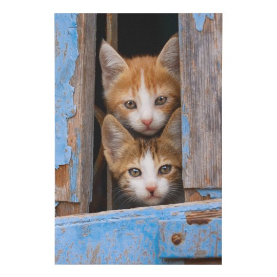 cute cat kittens in a blue vintage window photo faux canvas print