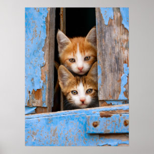 Cute Cat Kittens in a Blue Vintage Window Photo " Poster