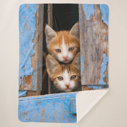 Cute Cat Kittens in a Blue Vintage Window Photo ,, Sherpa Blanket