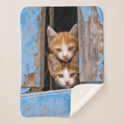 Cute Cat Kittens in a Blue Vintage Window Photo Sherpa Blanket
