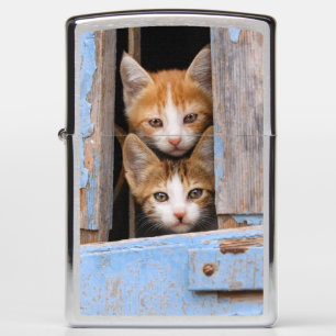 Cute Cat Kittens in a Blue Vintage Window  - Zippo Lighter