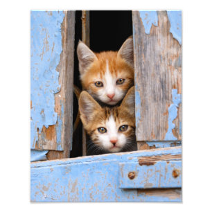 Cute Cat Kittens in Blue Vintage Window Paperprint Photo Print