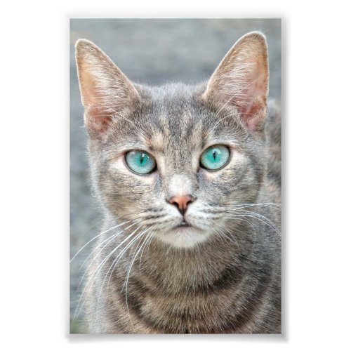 cute cat looking me  photo print