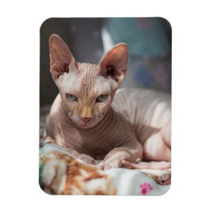 Cute Cat Lounging with no Fur Magnet