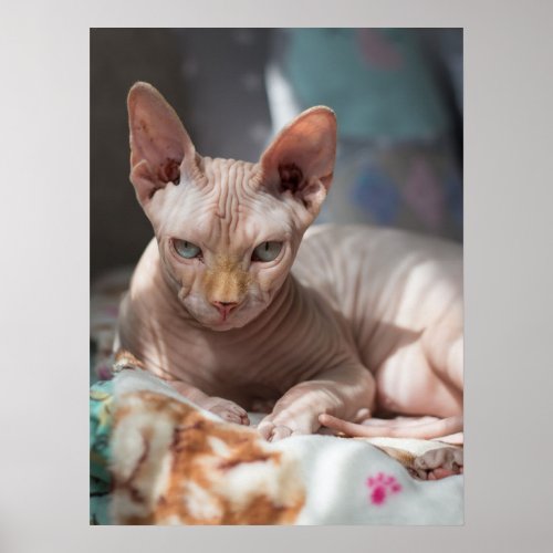 Cute Cat Lounging with no Fur Poster