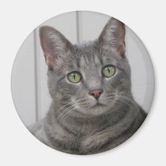 Cute Cat Magnet