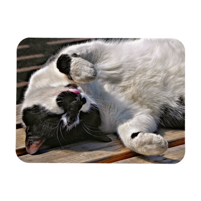 CUTE CAT MAGNET (Horizontal)