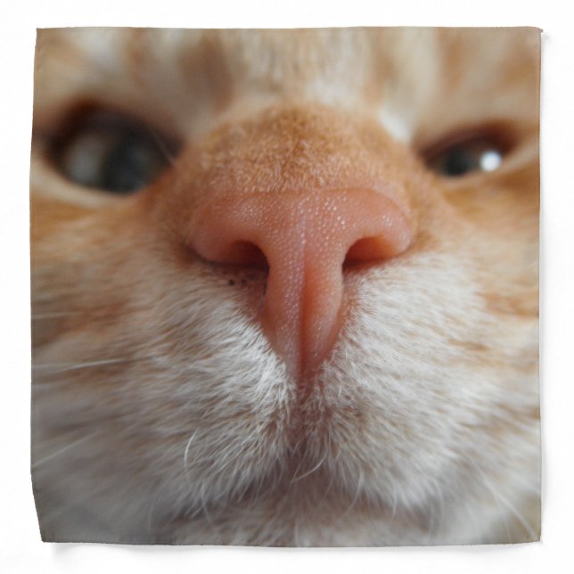 Cute Cat Nose Cats Face Red Cat Photography Funny Bandana (Front)